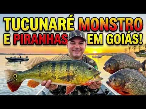 Tucunaré MONSTRO e Piranhas em Goiás! Peguei MUITO peixe! @PescadorBruto