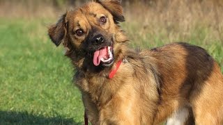 Ted - Romanian Rescue Dog - 4 Week Residential Dog Training