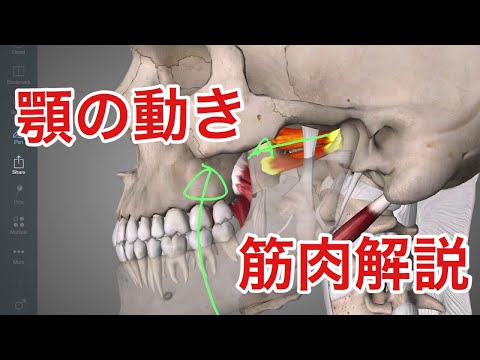 顎の骨について詳しく解説