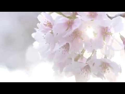 一橋大学（国立市）の景色『春』Hitotsubashi in Spring