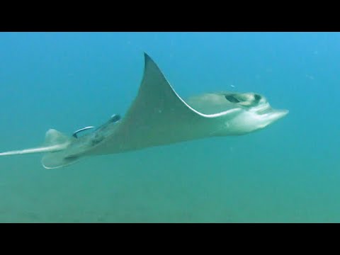 Zehirli Vatoz Balığı -Fulya Balığı (Myliobatis aquila) - EAGLERAY