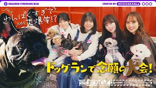 [乃木] 配信中 成員遛狗