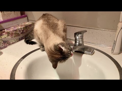 Kitten loves water and get wet