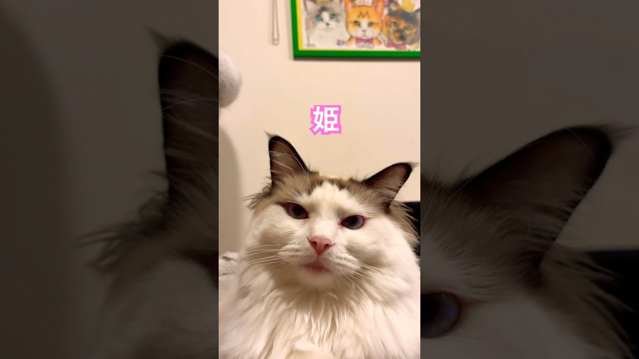 【CAT】姫　#shorts   #cat   #cats   #cute   #猫　#猫動画   #可愛い猫   #かわいい猫