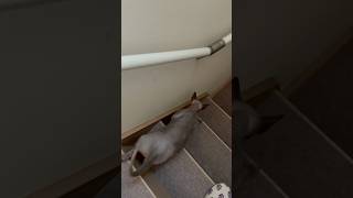 ママと歩幅合わせてご飯へ向かう猫スルタン【スフィンクス】