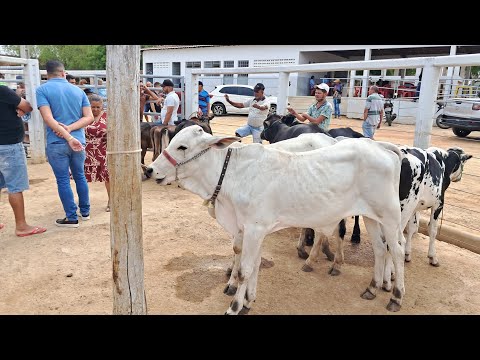 FEIRA DE GADO DE AFOGADOS DA IGAZEIRA PE 06/12/2025