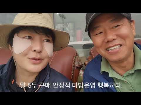 말 5두구매 안정적 마방운영