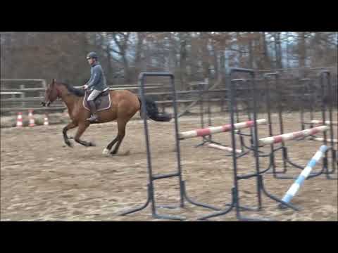 Caballo castrado Silla Francés En venta 2017 Bayo por VLEUT ndl