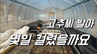 비닐하우스에서 열선없이 파종한 고추씨 발아 몇일 걸렸을까요