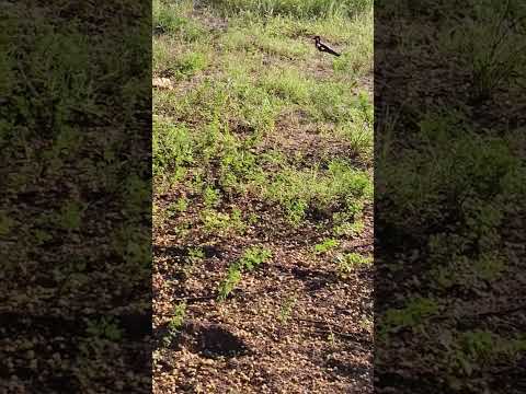 Today Morning Shorts✨|Pranati Nature Viralvideo♥️💫 #odiashorts #today #morning #shortvideo #nature