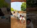 Rocky Siwaya Jhota Race