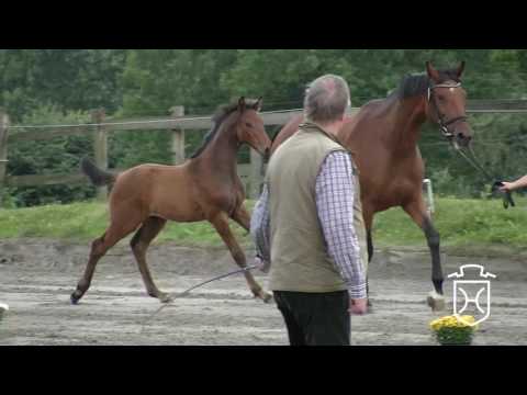 HEI056 Hengstfohlen von Connor - Nekton - Lascadell