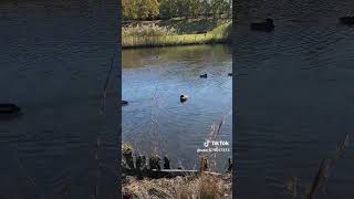 銀杏並木　in 筑波?