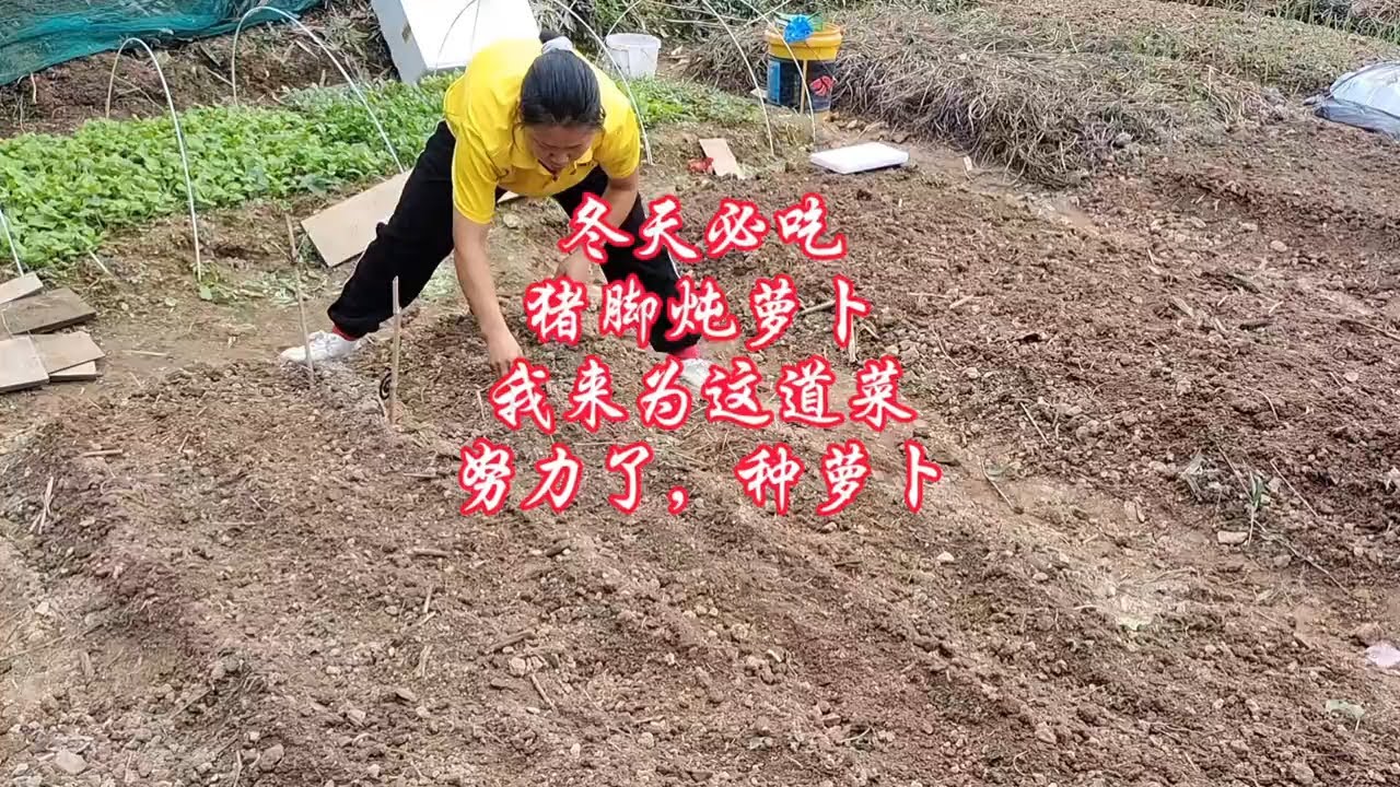 过年怎么能少的了猪脚炖萝卜呢！果然是想吃啥就得种啥#一份耕耘一份收获 #菜园子有机蔬菜 #三农种植 #我的地盘我做主