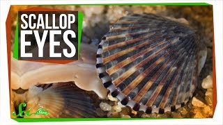 There Are Crystal Mirrors Hidden in Scallop Eyes