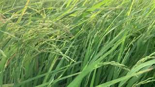 សែនក្រអូប01 ចេញហើយ នូវរក្សាពណ័ស្លឹកបានល្អ បញ្ជាក់ថា សុខភាពល្អ ដាក់គ្រាប់បានល្អ