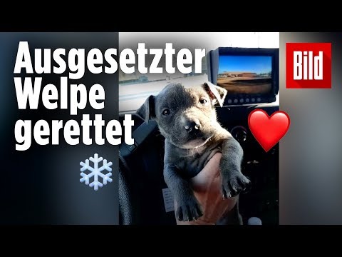 Bei Eiseskälte ausgesetzt: Welpe gerettet! ❤️