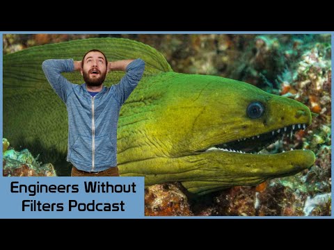 Eels Are Up To Something! - Engineers Without Filters Podcast (Ep. 116)