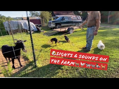 🐶Sights & sounds on the farm Beagle, Jackabee, Maltese dogs, Donkey, Goats, Cows, Ducks, & Chickens