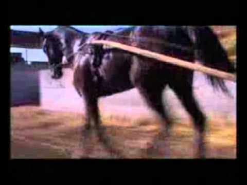 Varenne Lo Stallone Italiano ...