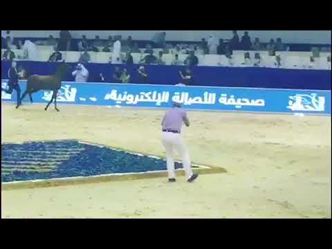 ادميرال الحصان العربي Admiral