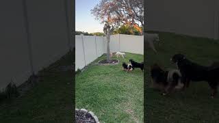 Video preview image #1 Great Pyrenees Puppy For Sale in Valrico, FL, USA