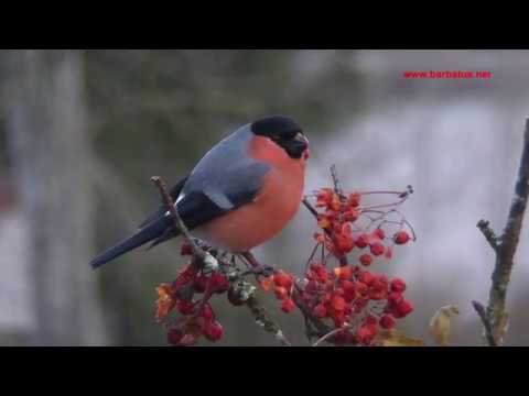 Camachuelo común ( Pyrrhula pyrrhula ) Bullfinch