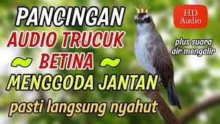 Download lagu SUARA TRUCUK BETINA BUAT PANCINGAN AGAR BURUNG TRUCUK CEPAT ROPEL. mp3