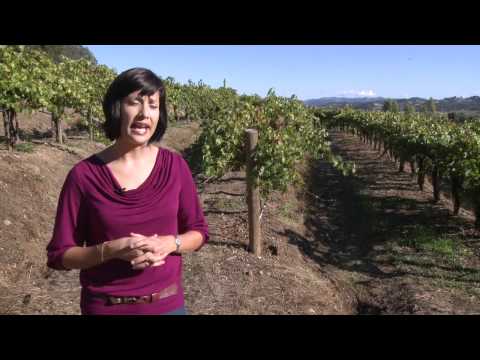 Sari Sari Etc.: Vinícola Coppola