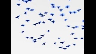 Starlings in Coptic Light