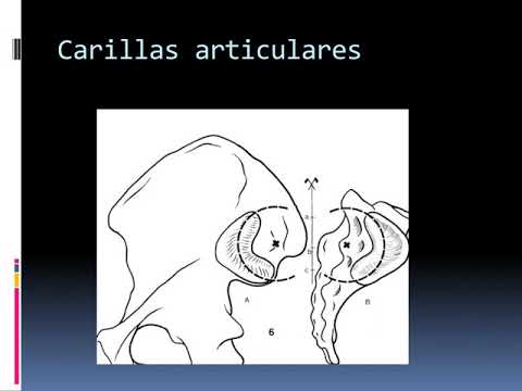 Clase 10. Fisiología Articular  Pelvis