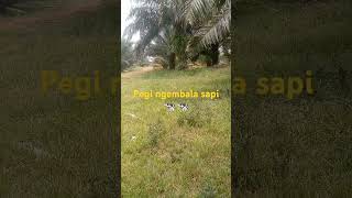 Download lagu di ajak urang ngembala sapi pagi nh 😂😂 mp3