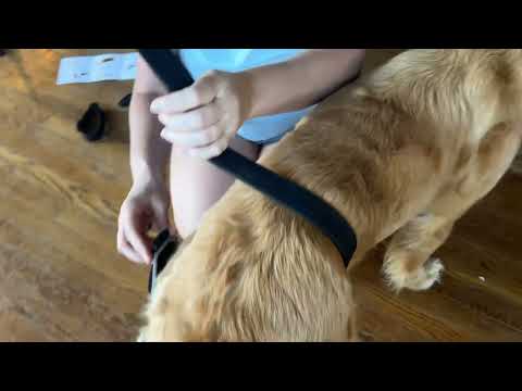 La Kalba Dog Knee brace instructional video how to put it on for a Female dog