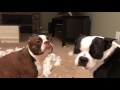 Bad Boston Terriers Destroyed Pillow Huge Mess