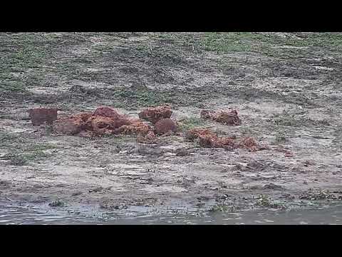 Djuma: Blacksmith Lapwing parent and one of three Chicks wanders out - 06:22 - 10/07/21