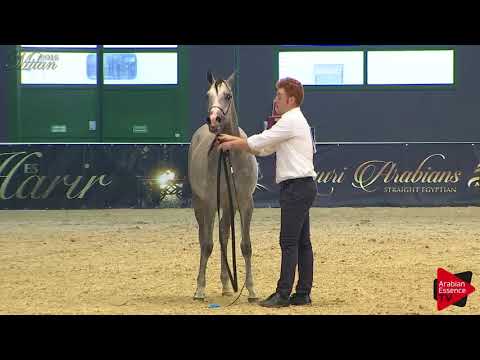 N.8 ALEXIA MONISCIONE - Milan 2018 - Yearling Fillies (Class 1B)