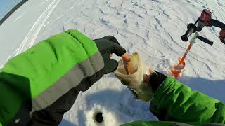 Ратлин zander fishing on vibes