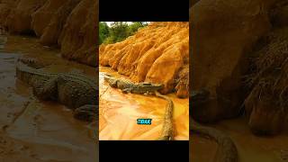 Download lagu Buaya vs Ular ‼️ #feedshorts #shortvideo mp3 Download lagu Buaya vs Ular ‼️ #feedshorts #shortvideo mp3