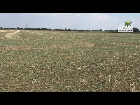 166. Feldexkursion: Ausfallraps bekämpfen - NU Agrar, 12.08.2020