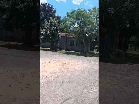Paso del Cerro , departamento de Tacuarembó , Uruguay , videitos cultura uruguaya 🇺🇾