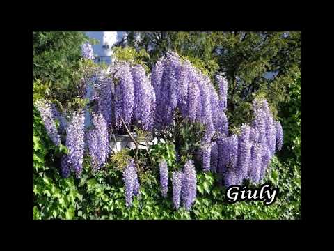 download lagu mp3 mp4 Fiori Per Chiedere Scusa, download mp3 Fiori Per Chiedere Scusa free downloadn, video klip Fiori Per Chiedere Scusa