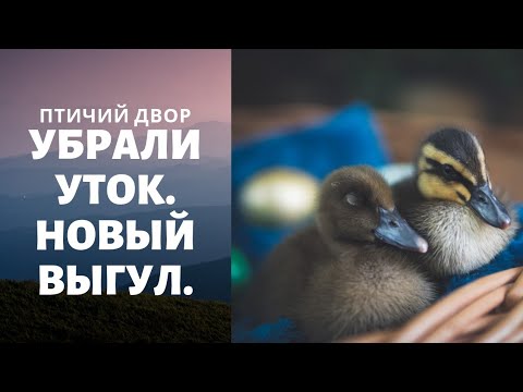 Птичий двор. Убрали старых уток. Переселение. Жизнь в деревне.