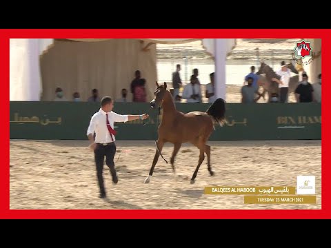Al Dhafra Arabian Horse Championship2021 -Day1 -Class 1A Fillies 1Year SectionA -Balqees Al Haboob