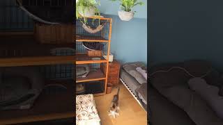 猫はるすばん petcamera 8:30 猫じゃらし