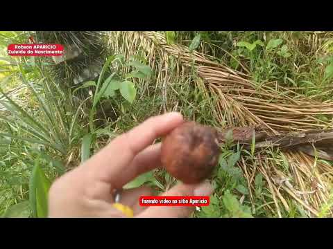 Sítio Aparício município de Santo Antônio do iça Amazonas 