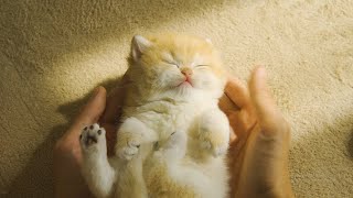 Easy way to lull Pudding kittens to sleep