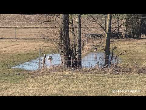 Żwirek i Placuszek brodzące w kałuży na łące.