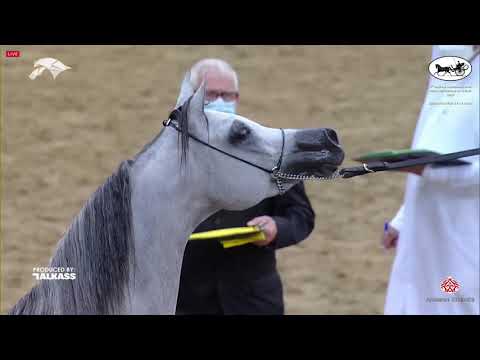 N 253 GHAZI AL NASSER   9th Qatar National AHS for Individual Owners   Stallions 4 6 Years Old Class