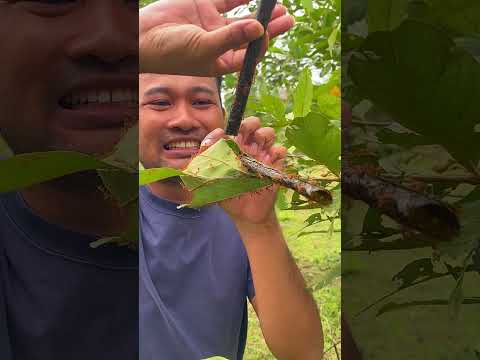 Red ants nest vs Seaweed #nature