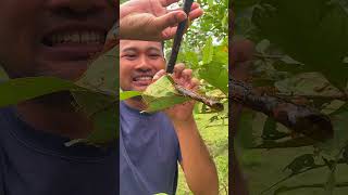 Download lagu Red ants nest vs Seaweed #nature mp3 Download lagu Red ants nest vs Seaweed #nature mp3